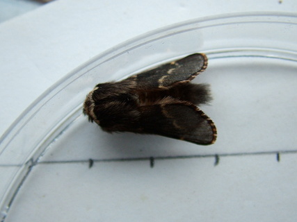 December Moth
