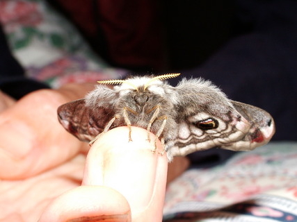 Emperor Moth