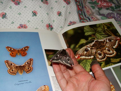 Emperor Moth