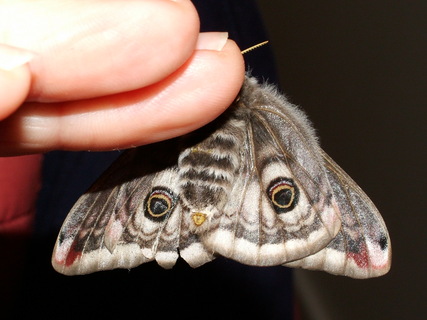 Emperor Moth