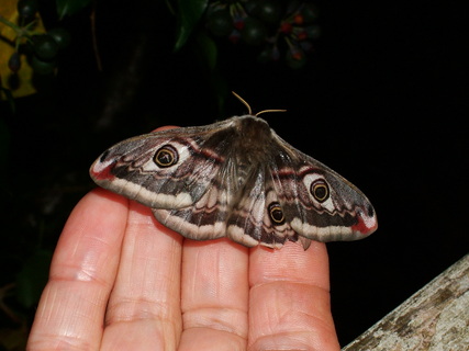 Emperor Moth