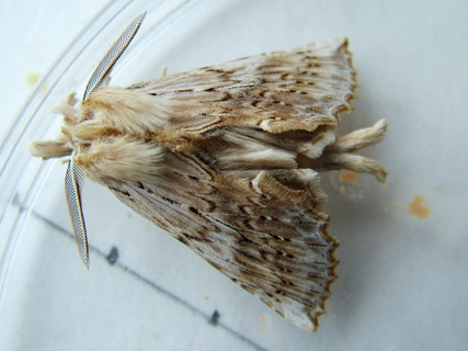 Pale Prominent m